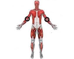 Fisioterapia em 2 Membros