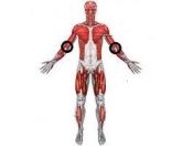 Fisioterapia em 2 Membros